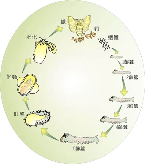 蠶的生命週期|家蠶的起源與絲路 摘要